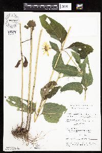 Heliopsis helianthoides image