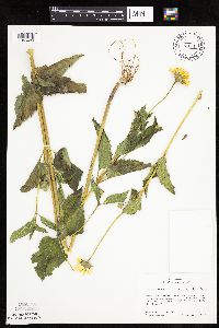 Heliopsis helianthoides image