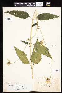 Heliopsis helianthoides image