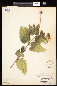Heliopsis helianthoides image