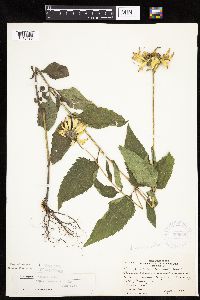 Heliopsis helianthoides image