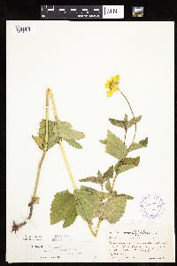 Heliopsis helianthoides var. scabra image