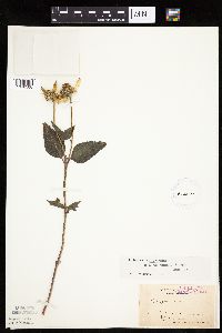 Heliopsis helianthoides image