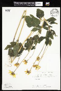 Heliopsis helianthoides image