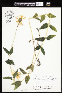 Heliopsis helianthoides image