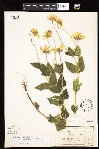 Heliopsis helianthoides image