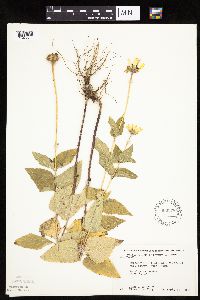 Heliopsis helianthoides image