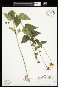 Heliopsis helianthoides image