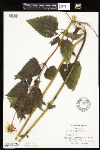 Heliopsis helianthoides image