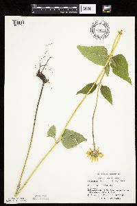 Heliopsis helianthoides var. scabra image