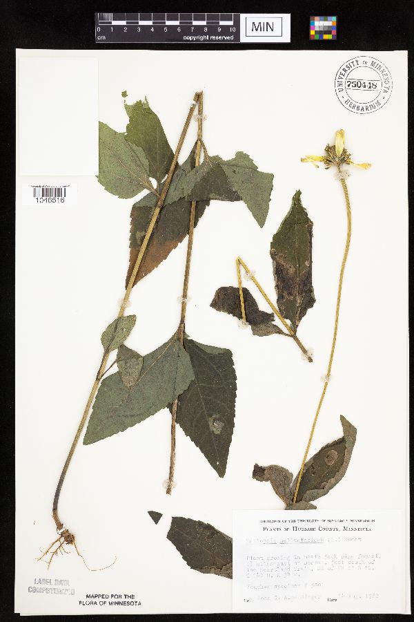 Heliopsis helianthoides var. scabra image