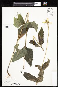 Heliopsis helianthoides var. scabra image
