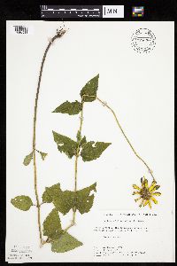 Heliopsis helianthoides image
