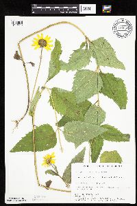 Heliopsis helianthoides var. scabra image