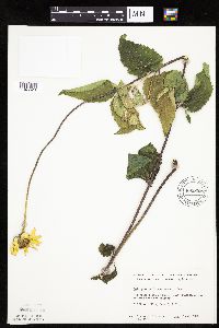 Heliopsis helianthoides image