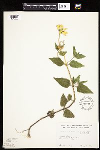 Heliopsis helianthoides image