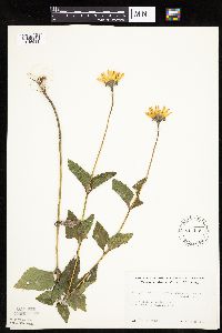 Heliopsis helianthoides image