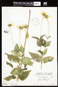 Heliopsis helianthoides image
