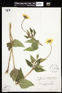 Heliopsis helianthoides image