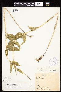 Heliopsis helianthoides image