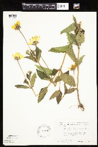 Heliopsis helianthoides var. scabra image