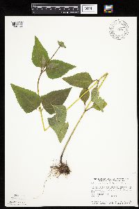 Heliopsis helianthoides image