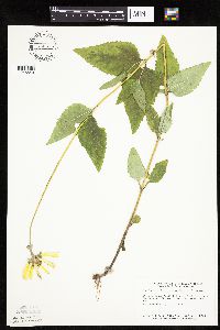 Heliopsis helianthoides image
