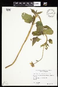 Heliopsis helianthoides var. scabra image