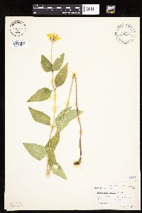 Heliopsis helianthoides image