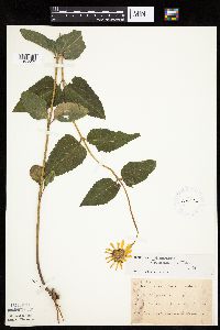 Heliopsis helianthoides image
