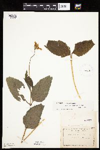 Heliopsis helianthoides image