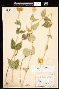 Heliopsis helianthoides image