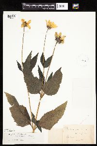 Heliopsis helianthoides image