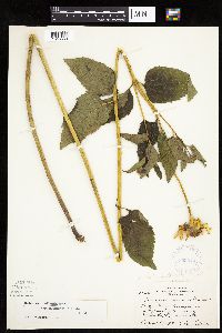 Heliopsis helianthoides image