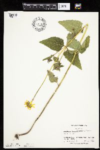 Heliopsis helianthoides image