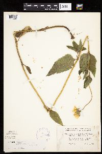 Heliopsis helianthoides image