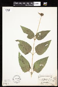 Heliopsis helianthoides image
