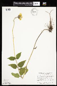 Heliopsis helianthoides var. scabra image