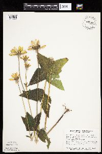 Heliopsis helianthoides image