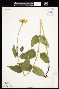 Heliopsis helianthoides var. scabra image