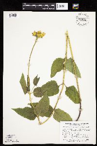 Heliopsis helianthoides var. scabra image