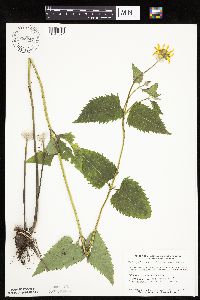 Heliopsis helianthoides image