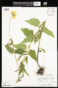 Heliopsis helianthoides image