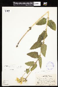 Heliopsis helianthoides image