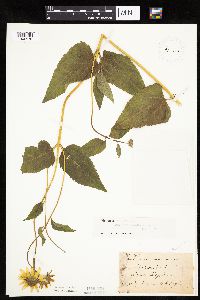 Heliopsis helianthoides image