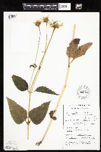 Heliopsis helianthoides image