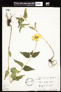 Heliopsis helianthoides image