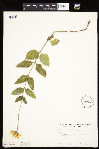 Heliopsis helianthoides image