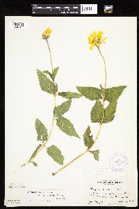 Heliopsis helianthoides image