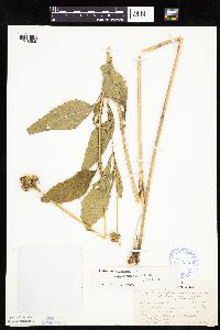 Heliopsis helianthoides var. scabra image